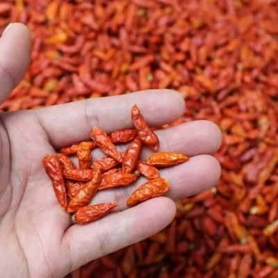 1 كيلوغرام من الفلفل الحار الأحمر البيضاوي الغني بالفيتامينات