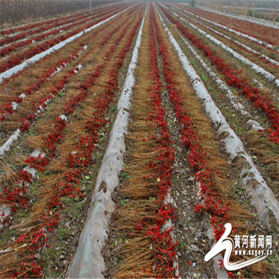 Raw Crushed Chilli Peppers Perfect for Cooking and Adding Heat to Dishes