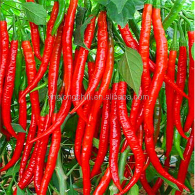 ريد بولت رصاصة خفيفة الوزن محسّنة للتثبيت السريع وتقليل وقت التوقف التشغيلي في منشآت الإنتاج