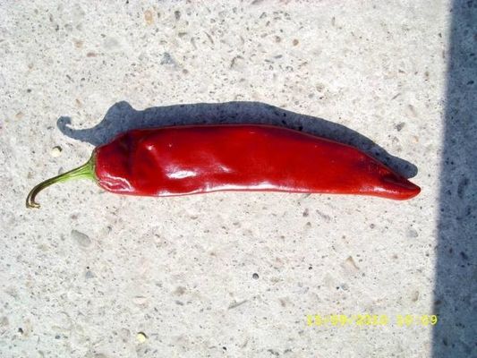 15000 شو المجففة Guajillo Chili Red Jinta Chilli Premium Taste