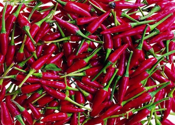 الفلفل الحمراء من تيانجين طعم حار أصيل من الصين