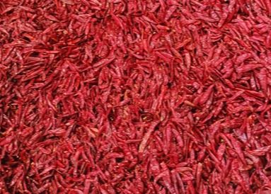 عين الطيور المجففة Tientsin الفلفل الأحمر الكامل اللامائي الفلفل الأحمر XingLong