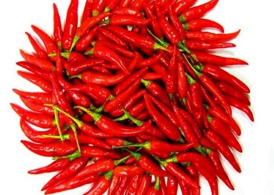 الأعشاب المفردة التوابل الفلفل الأحمر المجفف مع ندرة 1%