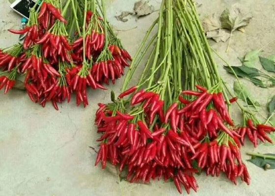 الفلفل الحار الأحمر Yidu Tianying Jinta Chili American Red Chilli New Crop FDA HACCP ISO KOSHER