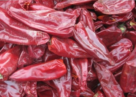 8000 SHU الفلفل الأحمر الحار Yidu الفلفل الأحمر Beijinghong Jinta Chilli