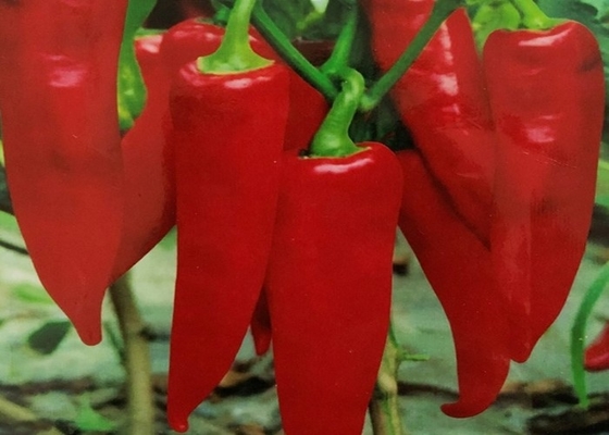 العضوية Yidu الفلفل الأحمر الفلفل الأحمر Beijinghong Jinta Chilli FDA HACCP KOSHER BRC شهادات