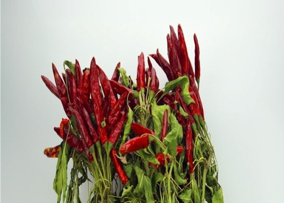 محصول جديد 4-7 سم فلفل حار آسيوي حار شعبي في مطاعم سيتشوان
