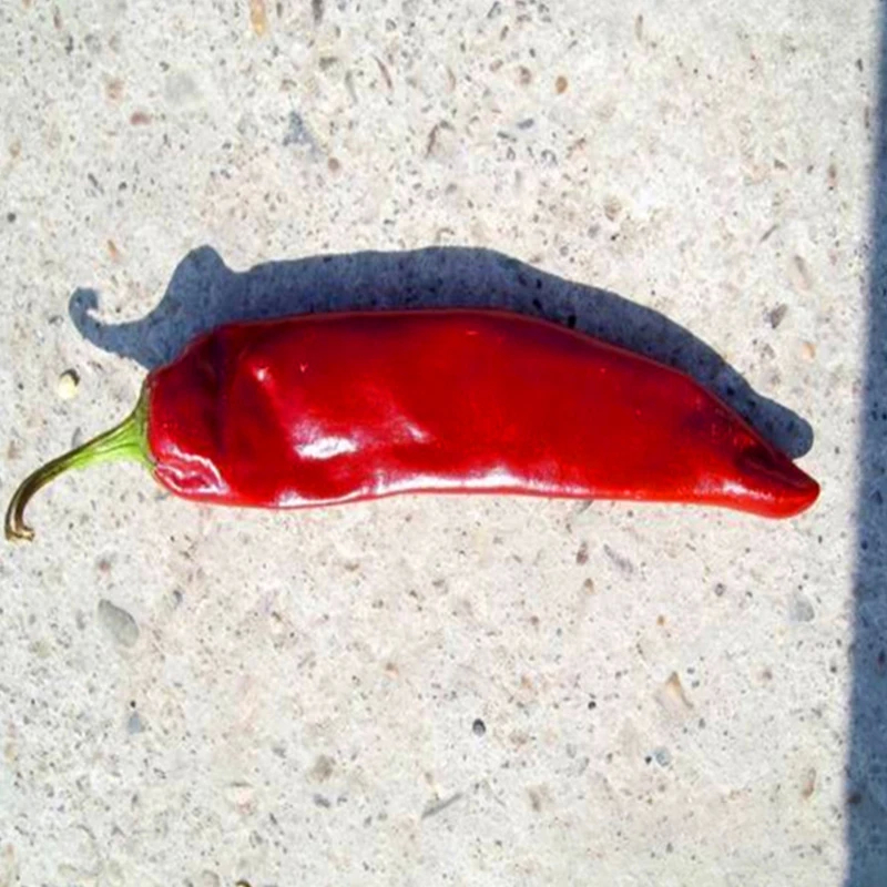الفاكهة الحمراء الحيوية المجففة للفاصولياء Guajillo تُقدم نكهة حادة قوية مع 8%-12% رطوبة