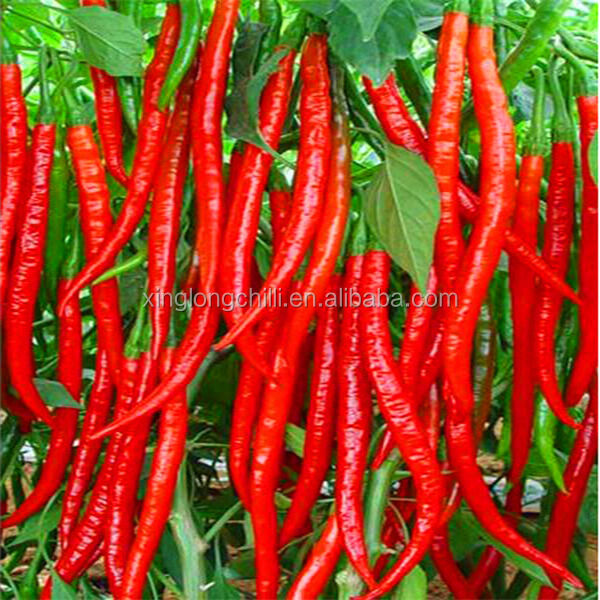 ريد بولت رصاصة خفيفة الوزن محسّنة للتثبيت السريع وتقليل وقت التوقف التشغيلي في منشآت الإنتاج